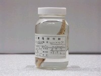 藏品(珠斑大咽齒魚)的圖片
